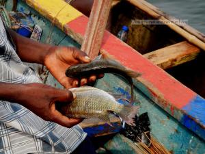 Daniel, negotiating a price.