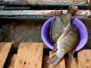 A bowl of fresh fish
