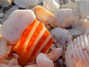 Shell, lit by the sunlight