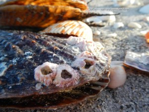 Washed-Out Barnacles