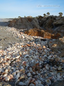For Venice Beach, the shell washes were impressive that morning.