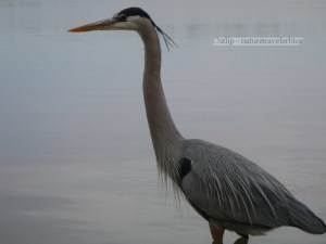 Blue Heron