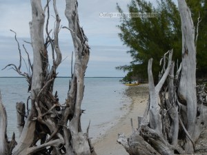 Dead Mangroves