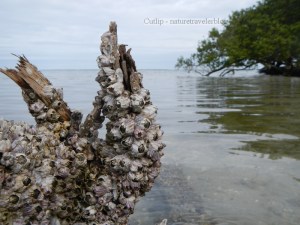 Barnacles on a log, waiting for high tide.