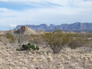 An Ocotillo, a Prickly Pear Cactus, and some Creosote Bushes frame a view of The Chisos Mountains