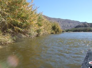 View of a channel created by one of many silt sandbars.  The sandbar is on the right (out of view).  The small waves on the right are from a side current flowing left across the river.  The side currents were usually shallow and rocky.  The main flow of the channel is on the left underneath the extended grasses. The next sandbar can be seen downstream on the right side of the river, creating another narrow channel on the left.