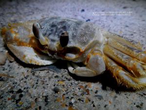 Crab I found hanging out on the beach in the dark.