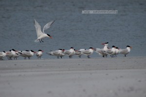 Terns on Amelia Beach