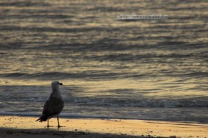 Ahhh, full belly at sunrise
