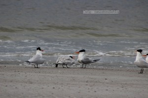 Baby Tern Demanding Breakfast