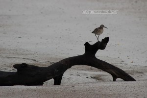 Shorebird resting on driftwood