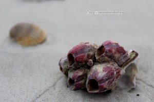 Barnacle Shell