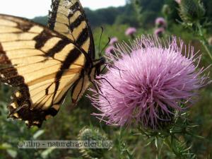 Swallowtail on Thistle