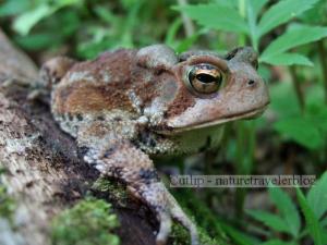 Peter's Mountain Trail Frog