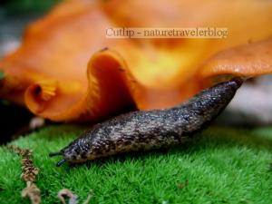 The summer rains enabled a wide variety of mushrooms and moss to flourish on the trail.  