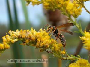 Wasp on Goldenrod, Brown Farm