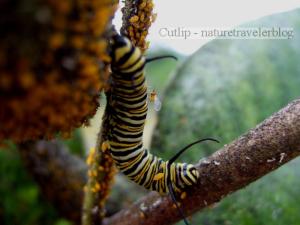 Monarch caterpillar on milkweed
