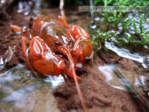 Crawfish at the Rice Fields on the ridge of Peter's Mountain