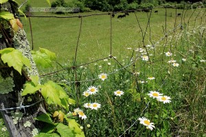 Fence in Floyd County