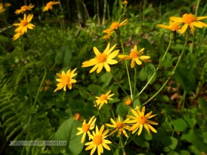 Spring Flowers at Bald Knob