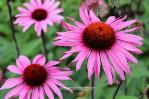 Cone Flowers Blurred