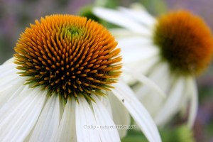 White Cone Flower