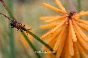 Unkown Flower and Insect