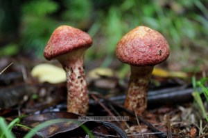 Walk Jones Wildlife Sanctuary, Montreat near Asheville, NC