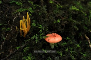 Off Graybeard Trail, Montreat near Asheville, NC