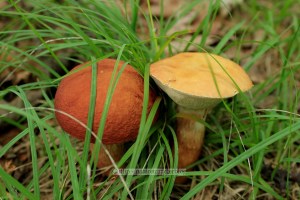 Unknown trail off the Blue Ridge Parkway near Asheville, NC