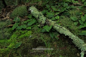 Kelly's Knob near Blacksburg, VA