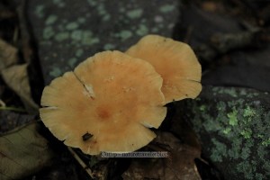 Kelly's Knob near Blacksburg, VA