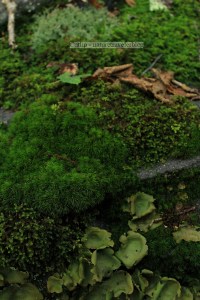 Kelly's Knob near Blacksburg, VA