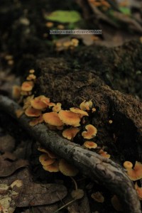 Kelly's Knob near Blacksburg, VA