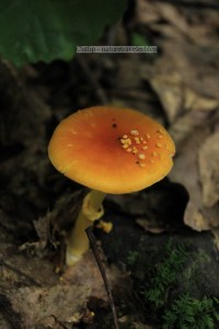 Sarver Trail near Blacksburg, VA