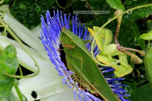 Grasshopper hanging on a passion vine in the Butterfly House