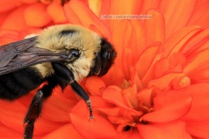 Near the Butterfly Maze