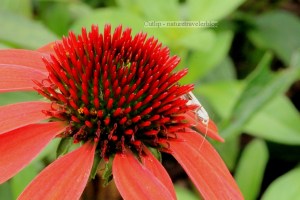 Unknown Moth on a Type of Cone Flower