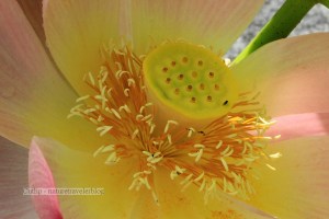 Japanese Lotus Lily