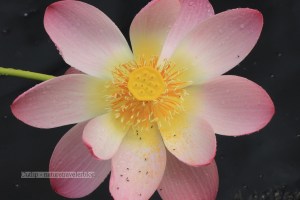 Japanese Lotus lily