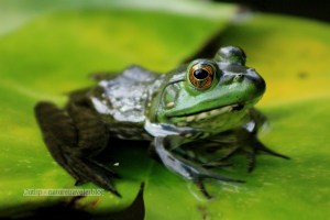 Frog chillin on a lily in the Japanese Gardens