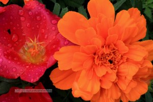 Colorful Combination