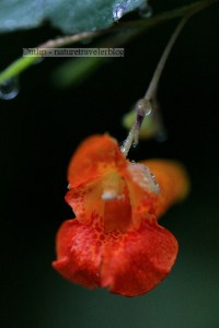 Jewelweed