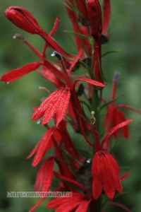Cardinal Flower