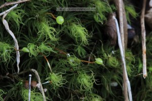 John's Creek Mountain Trail