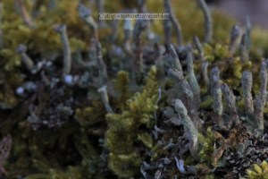 John's Creek Mountain Trail