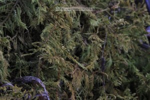 John's Creek Mountain Trail