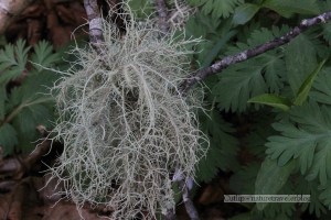 Trail Scenery on the Blue Ridge Pinnacle