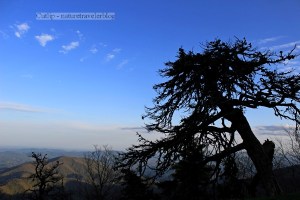 Looking over the Curtis Creek tract where I camped.  This 8,000 acre area was the first U.S. Forest Service tract that was acquired under the Weeks Act.  The act, which was signed by President Taft in 1911, authorized the government to buy land that would become eastern National Forests.