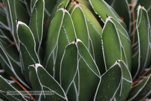 Agave Victoria-reginae
